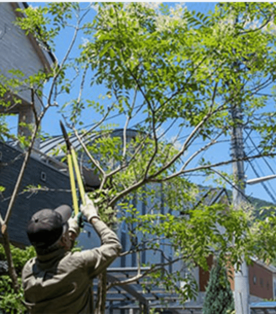 庭木・植木の枝落とし